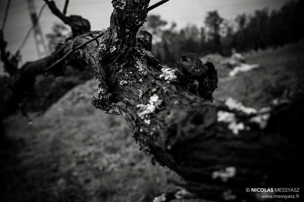 Pieds de vignes, et pieds de nez…