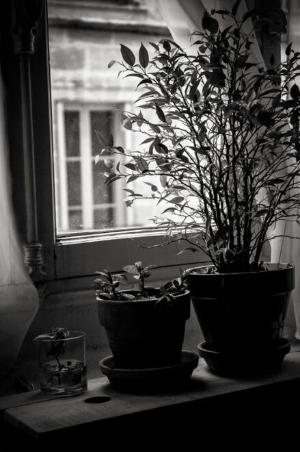 Promenade au bois…