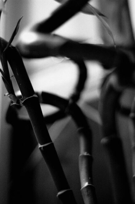 Jardin d&rsquo;hiver