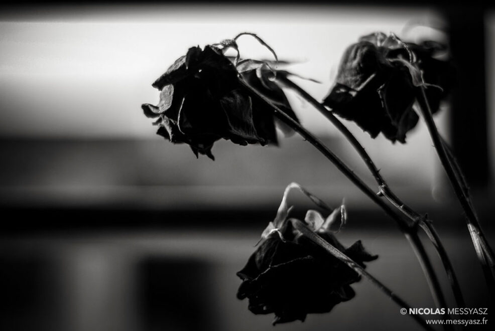 Ces fleurs que l&rsquo;on abandonne