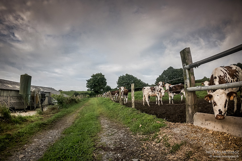Le Chemin des Vaches
