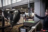 Jour Premier : La Vache et le Prisonnier