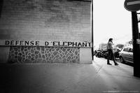 Défense d'éléphant 