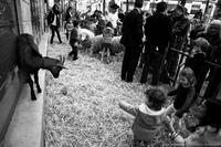 La petite ferme de Paris