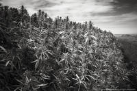 Sur la route de Bob Marley
