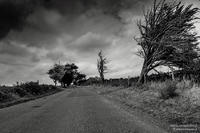 L'arbre décoiffé des marais