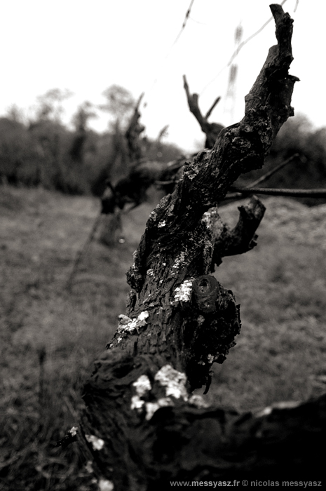 Pieds de vignes, et pieds de nez...