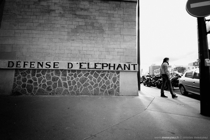 Défense d'éléphant 