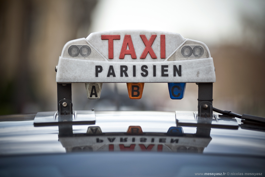 Parisien, tête de chien Parisien, tête de chien