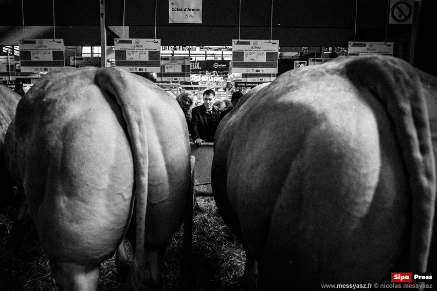Le cul des vaches Le cul des vaches