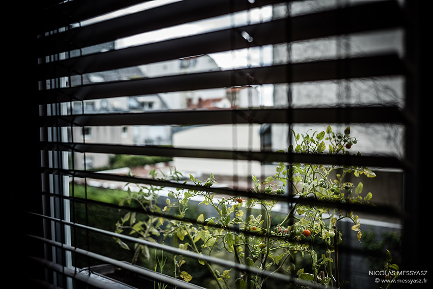 Les tomates du balcon