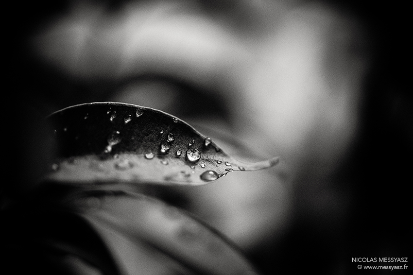 Prendre soin du jardin