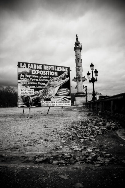 Faune Reptilienne et Aliens empaillés